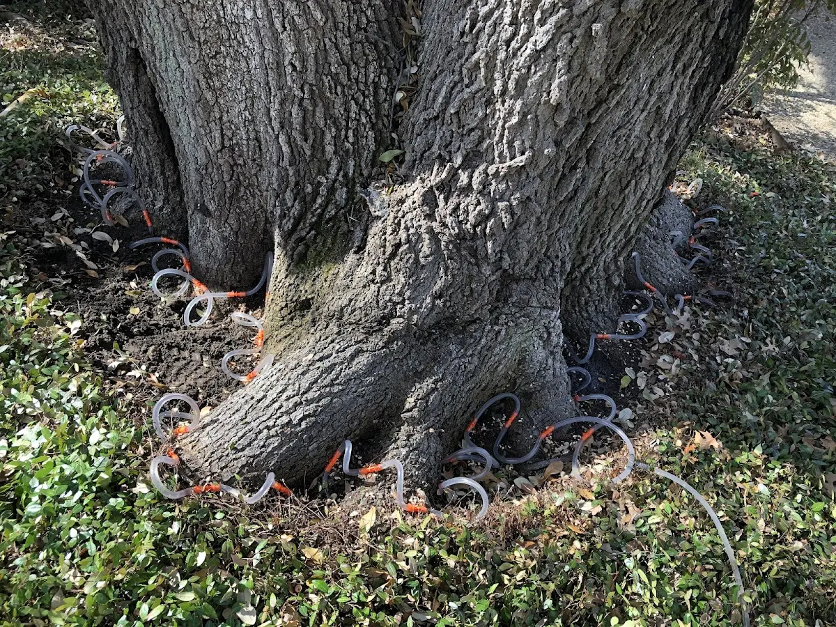Detailed Tree Cabling and Bracing job site in Richton Park